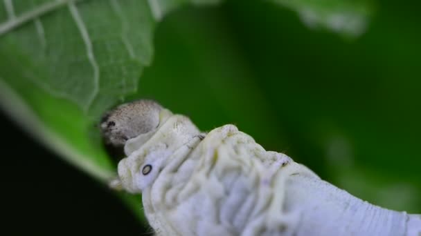 青桑叶 蚕茧的毛虫和它们吃的桑叶 — 图库视频影像