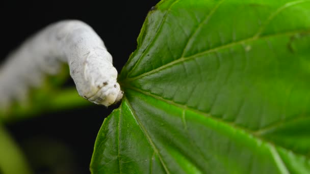 Yeşil Dut Yaprağı Ipek Böceği Tırtılları Onlar Tarafından Yenen Dut — Stok video
