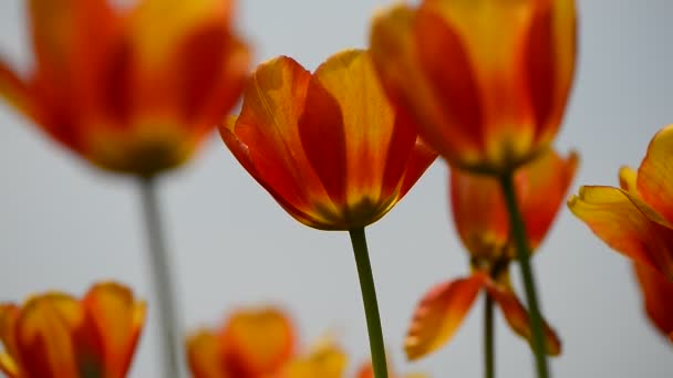 Свежие Красочные Тюльпаны Теплым Солнечным Светом Вид Крупным Планом — стоковое видео