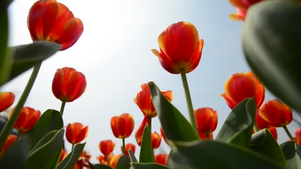 Свежие Красочные Тюльпаны Теплым Солнечным Светом Вид Крупным Планом — стоковое видео