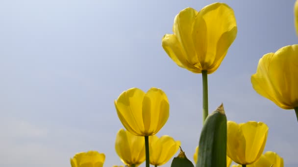Friske Farverige Tulipaner Varmt Sollys Closeup View – Stock-video