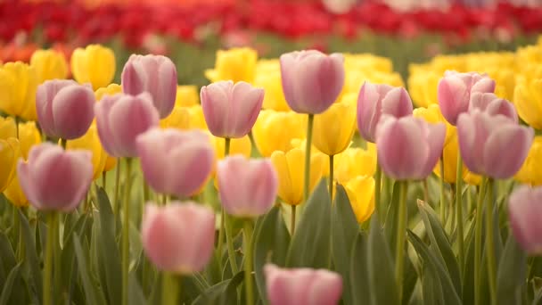 Frisse Kleurrijke Tulpen Warm Zonlicht Van Dichtbij Bekeken — Stockvideo