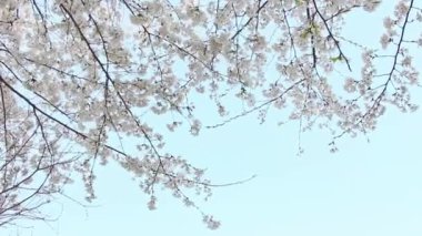 Gündüz vakti çiçek açan kiraz ağacı dallarının yakın görüntüsü 