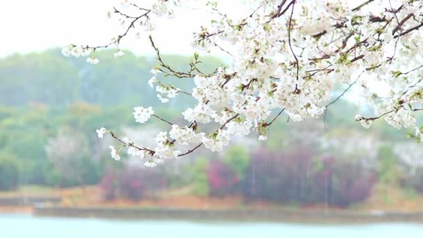Lähikuva Kirsikkapuun Kukkivista Oksista Päiväsaikaan — kuvapankkivideo