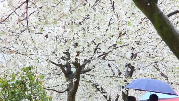 Närbild Bild Blommande Körsbärsträd Grenar Dagen — Stockvideo