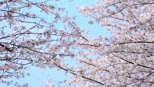 Vista Perto Ramos Cerejeira Florescentes Durante Dia — Vídeo de Stock