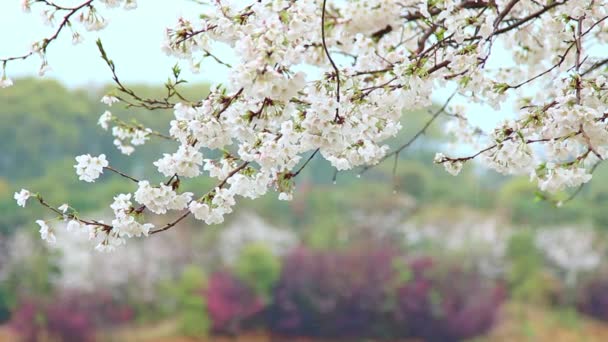 Szoros Kilátás Virágzó Cseresznyefa Ágak Nappal — Stock videók
