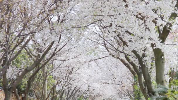 Vista Perto Ramos Cerejeira Florescentes Durante Dia — Vídeo de Stock