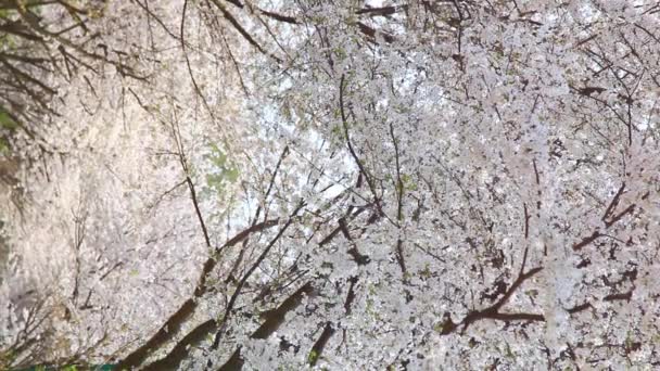 Nahaufnahme Von Blühenden Kirschbaumzweigen Bei Tag — Stockvideo