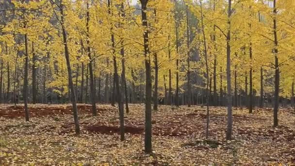 Barevné Stromy Podzimním Parku Denní Pohled — Stock video