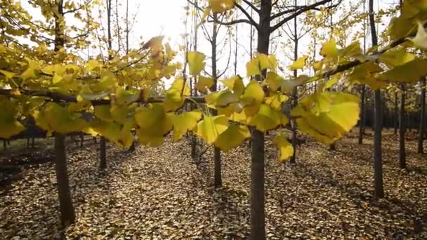 秋天公园里五彩缤纷的树木 白天的景色 — 图库视频影像