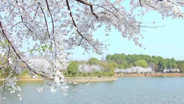 Vue Rapprochée Des Branches Florissantes Cerisiers Jour — Video