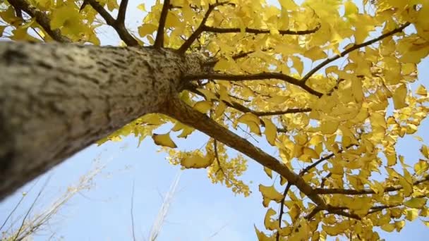 Жовте Дерево Осінньому Парку Вид День — стокове відео