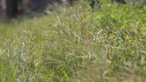 Närbild Makro Skott Borst Gräs — Stockvideo