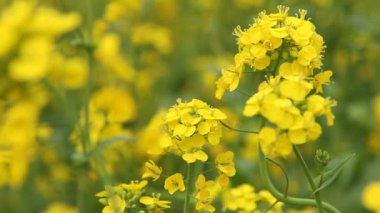 Çiçekli yağ tohumu. Yakından bak.