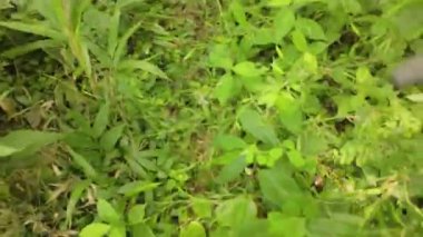 Orman manzarasında yeşil çimenler