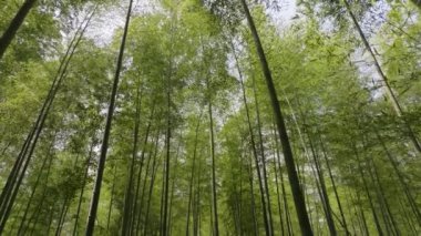 Bambu ağaçlarıyla güzel doğa manzarası