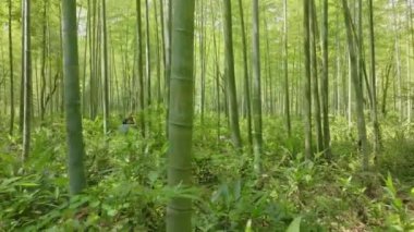 Sabahları yeşil bambu ormanlarında yürüyorum.