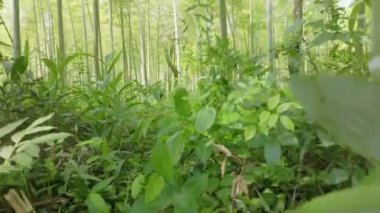 Sabahları yeşil bambu ağaçlarında yürüyorum.