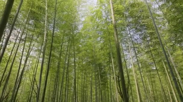 Vacker Natur Landskap Med Bambu Träd — Stockvideo