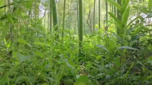 Spaceru Przez Zielone Drzewa Bambusowe Rano — Wideo stockowe