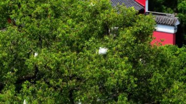 Sonbaharda Lushan Botanik Bahçesi