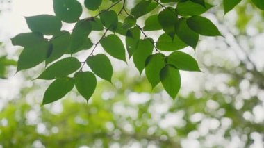 Bahçedeki yeşil yapraklar bulanık arkaplanda 