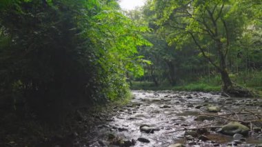 Ormandaki hızlı akan dağ nehrinin manzarası