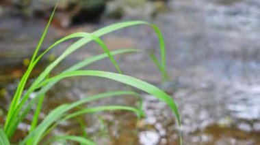 yeşil çimenler yakın görünüm 