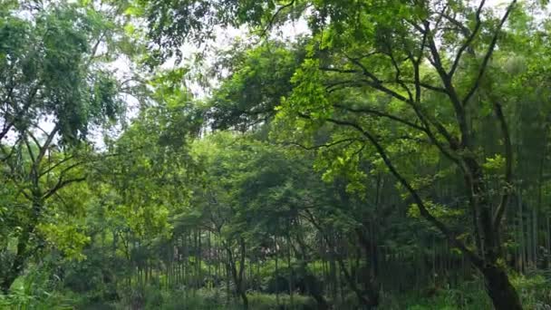 Piękny Widok Zielony Las Tropikalny Rzeką — Wideo stockowe