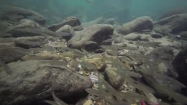 Sudaki küçük balık okullarının sualtı manzarası