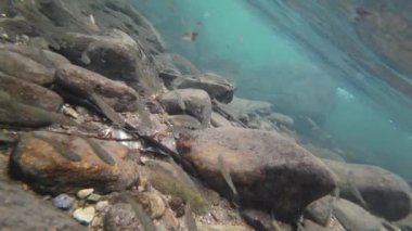 Sudaki küçük balık okullarının sualtı manzarası