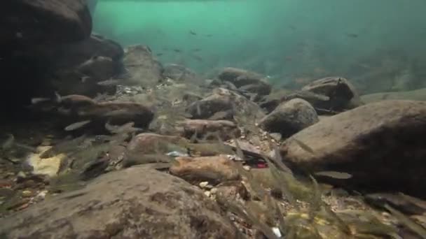 Visão Subaquática Escola Pequenos Peixes Água — Vídeo de Stock