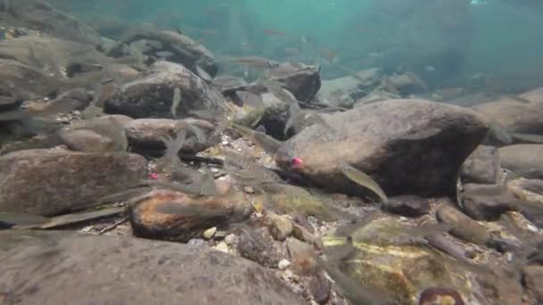 Visão Subaquática Escola Pequenos Peixes Água — Vídeo de Stock