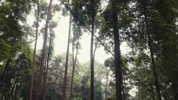 Zielone Liście Lesie Piękny Widok — Wideo stockowe