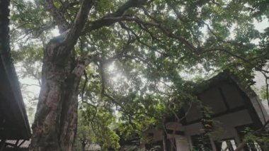 Sonbaharda Lushan Botanik Bahçesi