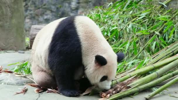 Cute Panda Eating Bamboo Plants Zoo Daytime — Stock Video