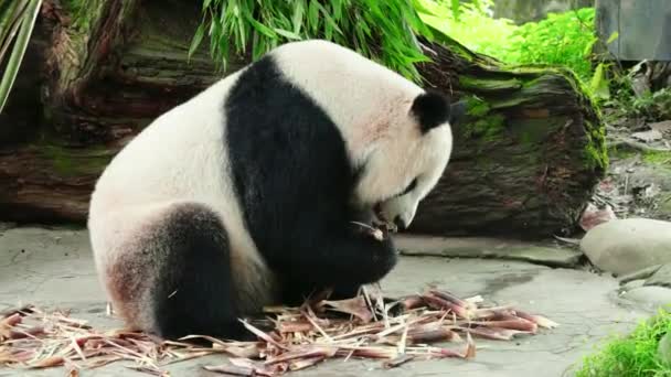 Mignon Panda Mangeant Des Plantes Bambou Dans Zoo Pendant Journée — Video