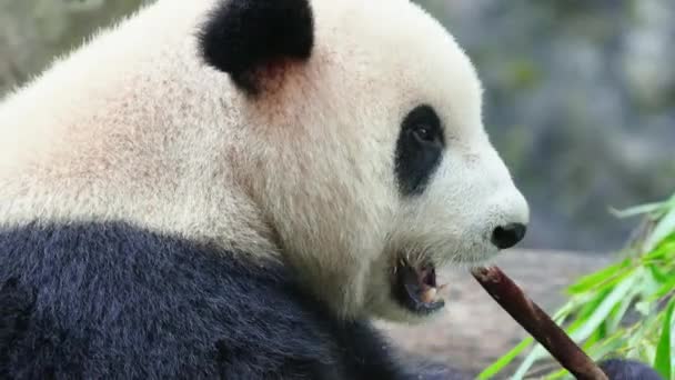 Bonito Panda Comendo Plantas Bambu Zoológico Durante Dia — Vídeo de Stock
