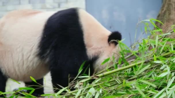 Słodkie Panda Jedzenie Bambusowe Rośliny Zoo Dzień — Wideo stockowe