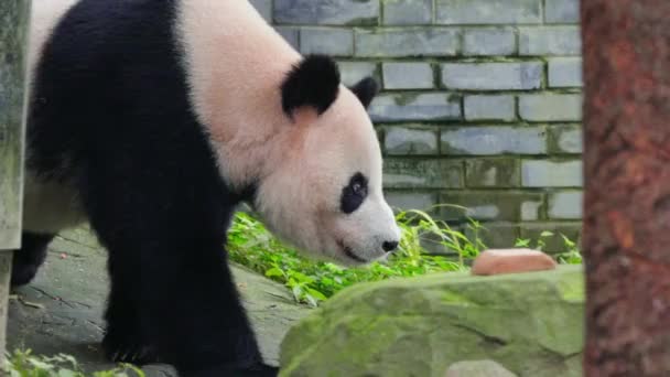 Дорослий Панда Ведмідь Ходить Зоопарку Вдень — стокове відео