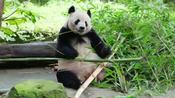 Aranyos Panda Bambusznövényeket Eszik Állatkertben Nappal — Stock videók