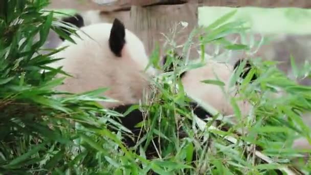 Смішні Панди Їдять Бамбукові Рослини Зоопарку Вдень — стокове відео