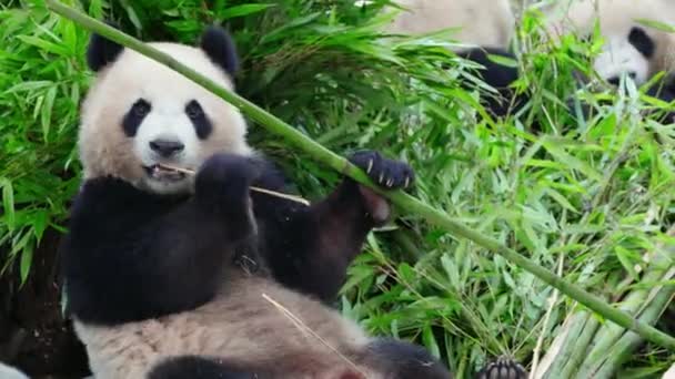 Divertenti Panda Che Mangiano Piante Bambù Nello Zoo Giorno — Video Stock