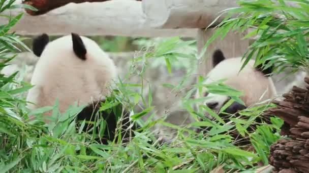 Забавные Панды Едят Бамбуковые Растения Зоопарке Днем — стоковое видео