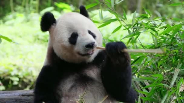Gündüz Vakti Hayvanat Bahçesinde Bambu Yiyen Sevimli Panda — Stok video