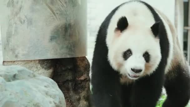 Gündüz Vakti Hayvanat Bahçesinde Yürüyen Yetişkin Bir Panda — Stok video