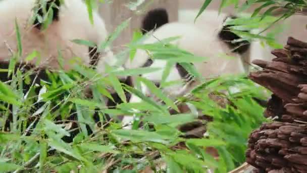 Pandas Divertidos Comiendo Plantas Bambú Zoológico Durante Día — Vídeo de stock