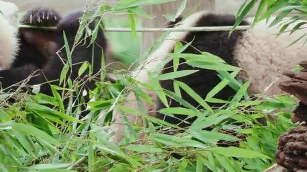 Funny Pandas Eating Bamboo Plants Zoo Daytime — Stock Video