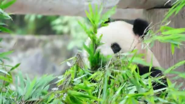 Gündüz Vakti Hayvanat Bahçesinde Bambu Yiyen Sevimli Panda — Stok video